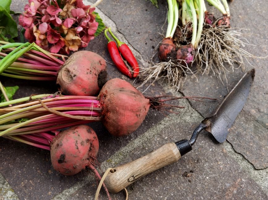 Vibrant garden harvest with beets, peppers, and garden tools on stone surface.