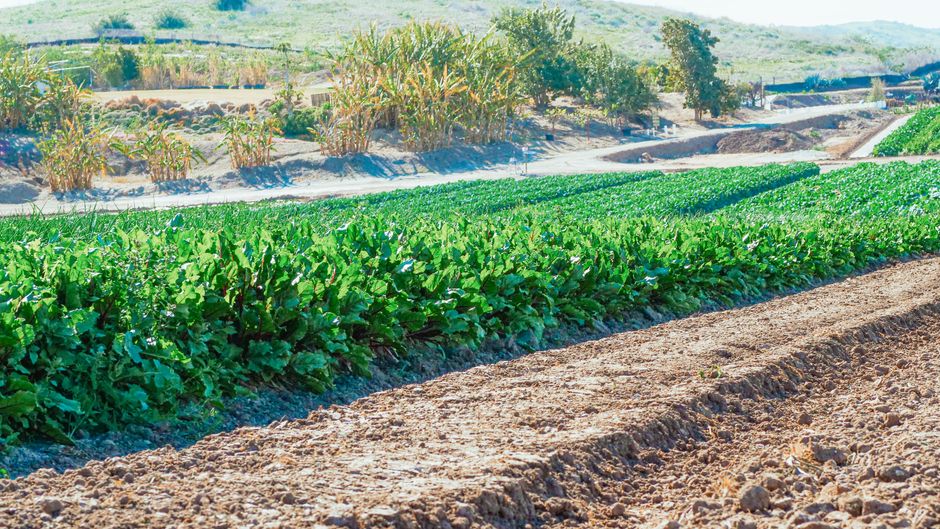 Expansive view of lush green crop fields under sunlight, showcasing rural agriculture.